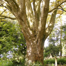 Aesculus indica tree with a thick, textured trunk that splits into multiple branches, surrounded by green foliage and bluebells