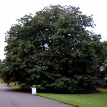 Aesculus indica: A large, mature Indian Horse Chestnut tree with dense, dark green foliage forming a broad, rounded crown in a park setting.