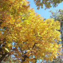Aesculus indica tree with vibrant yellow autumn foliage against a clear blue sky