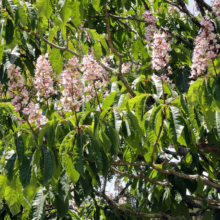 Aesculus indica tree with vibrant green leaves and striking pink and white flower spikes.