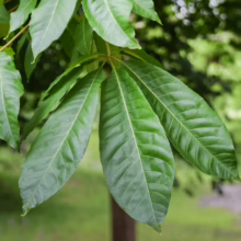 Aesculus indica leaves: a cluster of vibrant green, elongated leaflets with prominent veins, showcasing the tree's lush foliage.