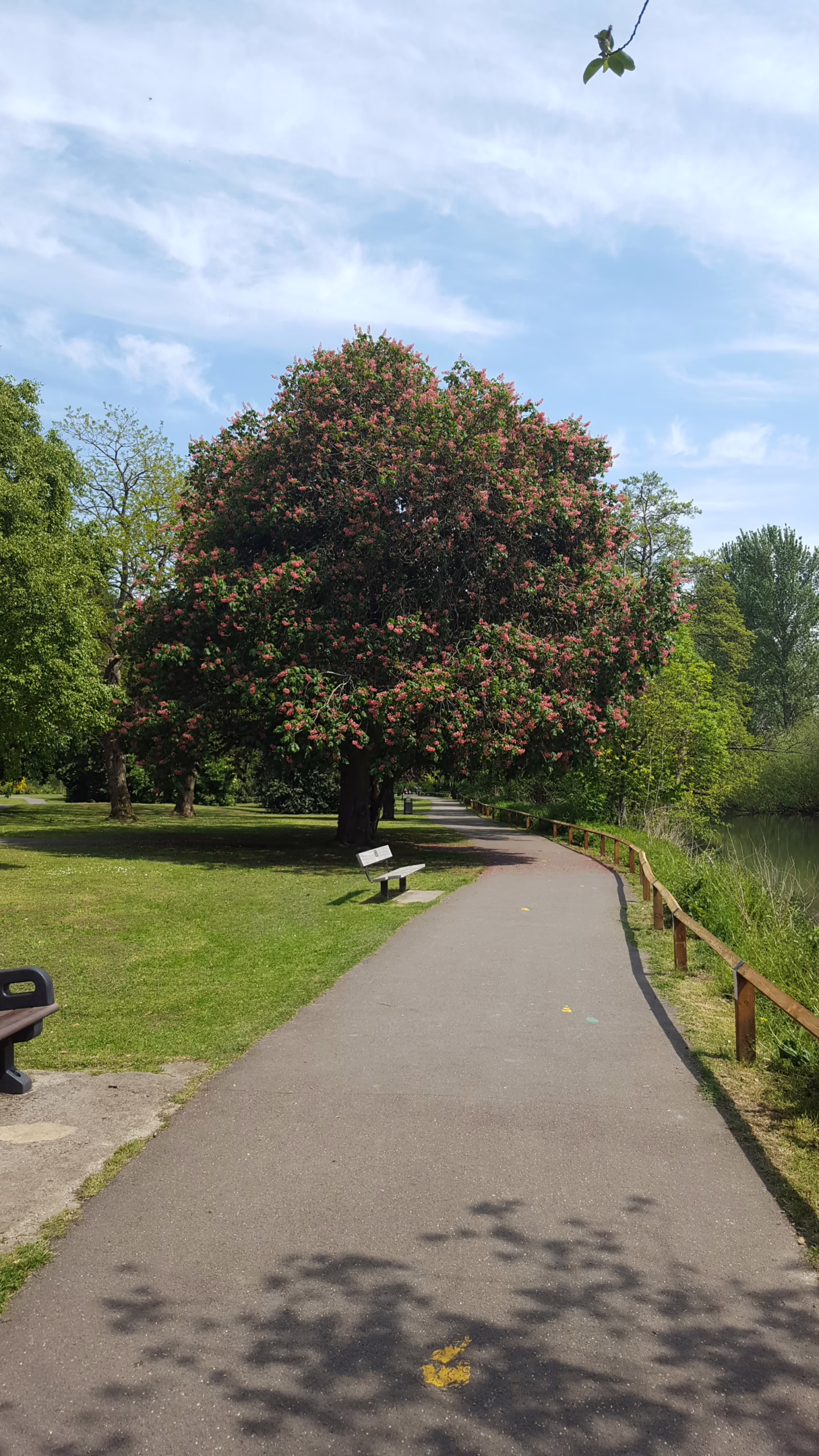 Aesculus indica tree in full bloom with pink flowers, shading a park path and bench