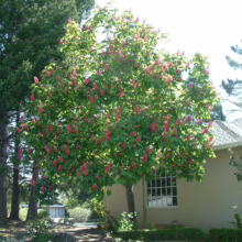 Aesculus x carnea 'Briotii' tree in full bloom with vibrant red flowers, lush green foliage, planted near a building.