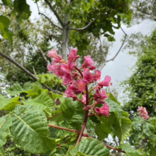 Aesculus x carnea 'Briotii' branch with vibrant pink flowers and textured green leaves in a natural outdoor setting