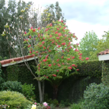 Aesculus x carnea 'Briotii' tree with vibrant red blooms, set against green foliage and a building with a terracotta tile roof