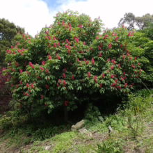 Aesculus x carnea 'Briotii' tree, showcasing vibrant red flower clusters amidst lush green foliage