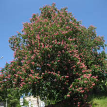 Aesculus x carnea 'Briotii' tree bursting with vibrant pink blossoms against a clear blue sky.