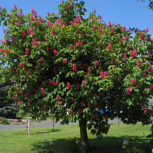 Aesculus x carnea 'Briotii' tree in full bloom, showcasing vibrant red flowers against lush green foliage under a clear blue sky.