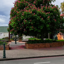 Aesculus x carnea 'Briotii' tree in full bloom, showcasing vibrant pink flowers against lush green foliage. A stunning flowering tree.