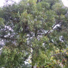 Afrocarpus mannii tree with dense, drooping green foliage and a smooth, light-gray trunk, showcasing its full, rounded crown.