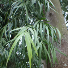 Afrocarpus mannii branch: Narrow, drooping, lance-shaped green leaves cascade from a tree trunk.