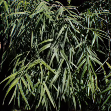 Afrocarpus mannii foliage: dense, vibrant green needle-like leaves create a lush, textured appearance.