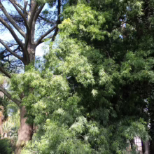 Afrocarpus mannii tree with dense, bright green foliage contrasting against the bare branches of a taller tree in a sunlit park setting.