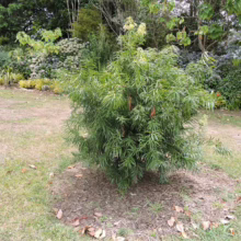 Afrocarpus mannii tree with dense green foliage, planted in a garden with mulch.