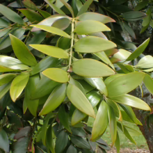 Agathis robusta leaves. Glossy, vibrant green foliage of the Kauri pine tree.