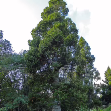 Tall Agathis robusta tree with dense green foliage, forming a distinctive pyramidal shape against a bright sky