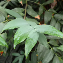 Agathis robusta plant with glossy, lance-shaped green leaves, creating a lush and vibrant natural texture.