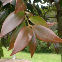 Agathis robusta tree: Close-up of clustered, glossy bronze-green leaves at branch tips, showcasing its unique foliage.