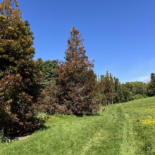 Agathis robusta tree with bronze-toned foliage stands in a green meadow under a clear blue sky, creating a serene landscape