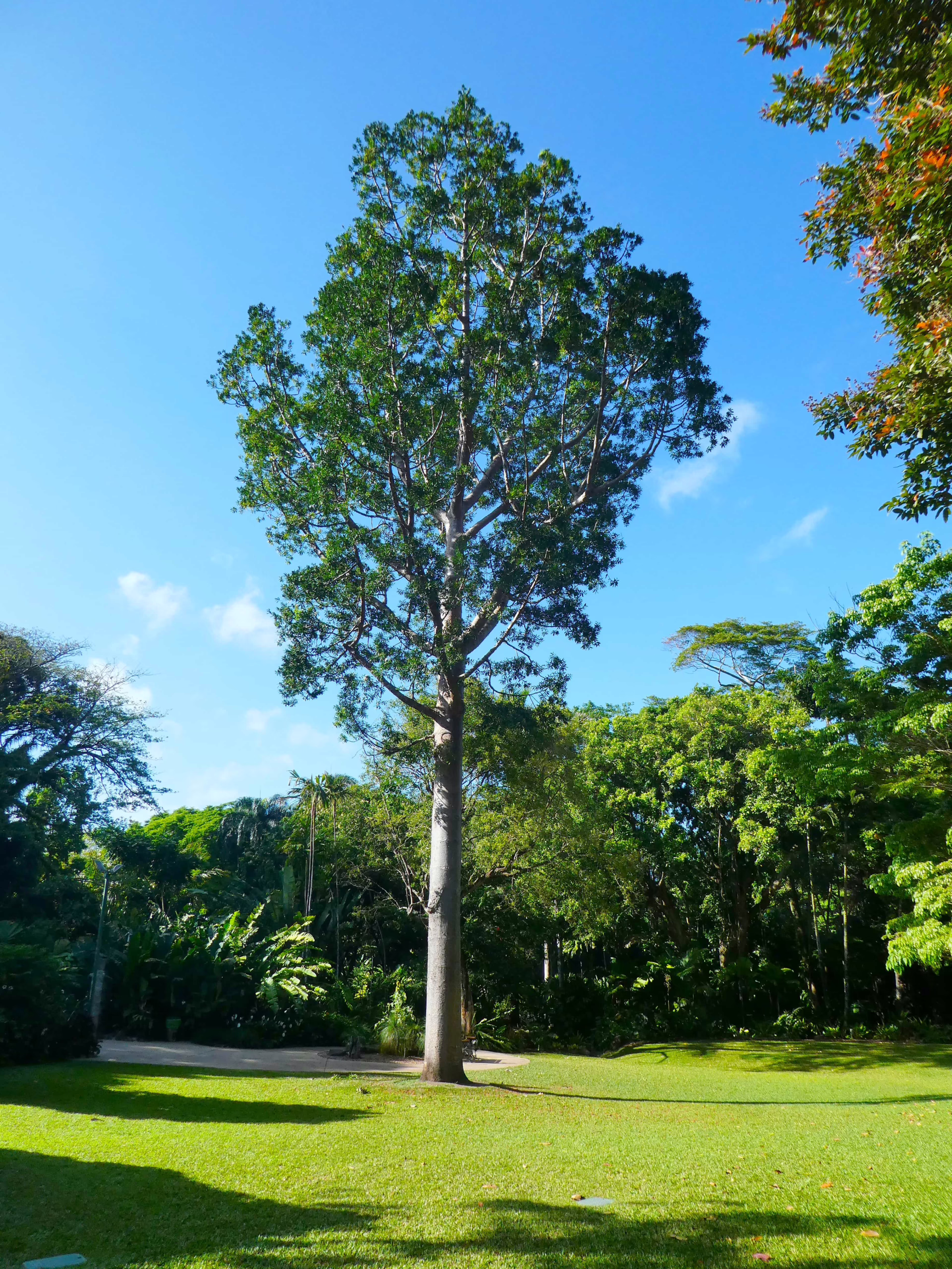 Agathis robusta tree with a tall, straight trunk and dense green canopy against a bright blue sky in a lush, green park setting.