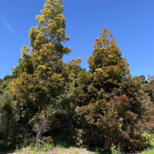 Agathis robusta trees with dense green and yellow foliage reaching towards a clear blue sky.