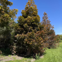 Agathis robusta tree with dense green foliage, reddish new growth, and a pyramidal shape against a clear blue sky.