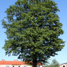 Mature Alnus glutinosa tree with a full, rounded canopy of dense green leaves and thick trunk against a clear blue sky.