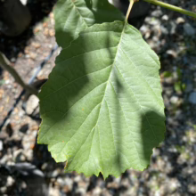 Green Alnus glutinosa leaf with serrated edges, showcasing its distinct veining and texture