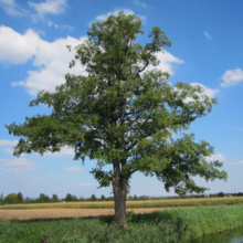 Alnus glutinosa tree with lush green leaves, standing tall in a field under a blue sky with scattered clouds.