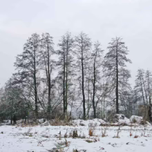 Alnus glutinosa trees stand bare in a winter landscape, dusted with snow under an overcast sky.