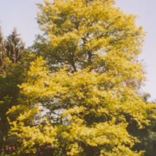 Alnus incana 'Aurea' tree with vibrant golden foliage, a striking landscape feature