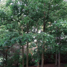 Alnus inokumae grove: slender trees with smooth gray bark and lush green foliage create a serene canopy.