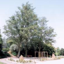 Tall Alnus rubra trees provide shade in a park setting, with playground equipment visible in the background.