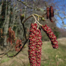 Alnus rubra catkins, vibrant red and densely packed, hang from a slender branch against a blurred forest backdrop.
