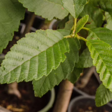 Alnus rubra sapling with vibrant green, serrated leaves. A young red alder tree, ready for planting.