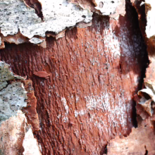 Alnus rubra bark close-up; reddish-brown inner layers contrast with peeling grayish outer bark textures