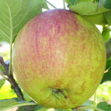 Ripe ‘Cox’s Orange Pippin’ apple on the branch, showing green skin with red blush, ready for harvest
