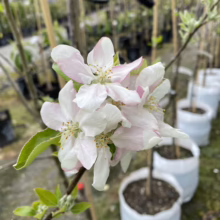 Apple 'Initial' blossoms: Clusters of white flowers with delicate pink edges, signaling the start of fruit production.