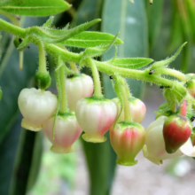 Arbutus canariensis flowers: bell-shaped blooms transition from green buds to white-pink blossoms on a leafy stem.