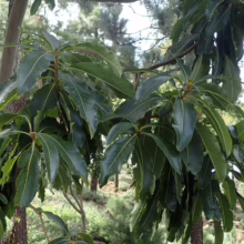 Arbutus canariensis tree branch with glossy, dark green leaves in a natural forest setting, showcasing vibrant foliage.