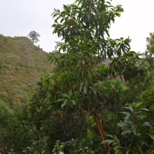 Arbutus canariensis tree with peeling red bark, lush green leaves, and small buds, growing in a natural landscape