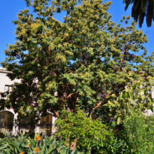 Arbutus canariensis tree with reddish bark and green foliage, surrounded by lush tropical plants under a bright blue sky