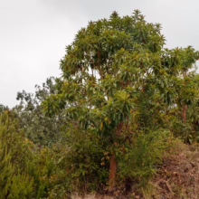 Arbutus canariensis tree with dark green leaves and reddish bark, surrounded by lush greenery under a cloudy sky.