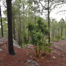 Arbutus canariensis tree with green leaves, growing amongst pine trees and needles in a forest setting.