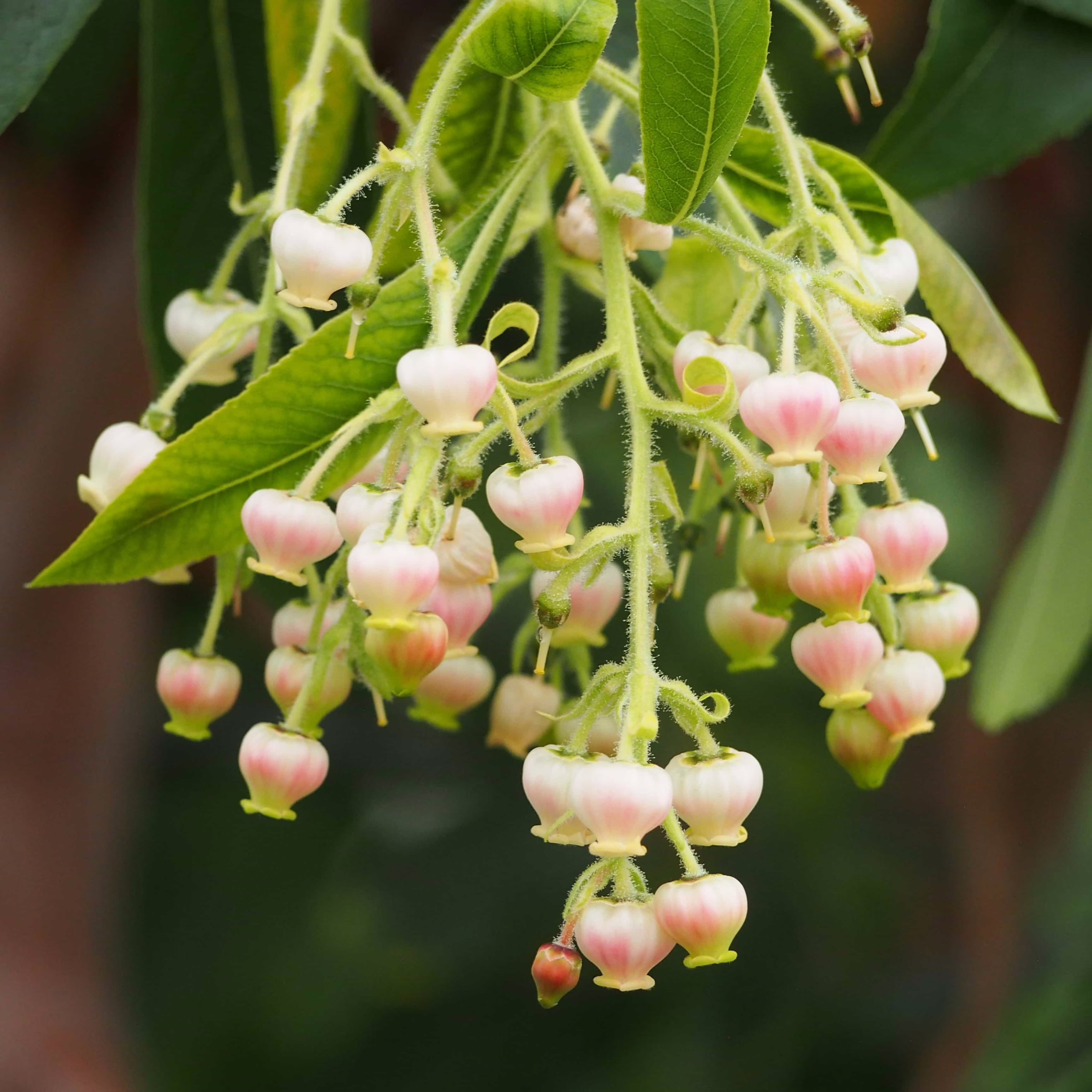 Arbutus canariensis: Drooping clusters of bell-shaped pink-tipped flowers hang from a branch with green leaves.