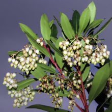 Arbutus unedo branch with clusters of delicate, white bell-shaped flowers and glossy green leaves