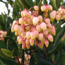 Arbutus unedo blossoms: Creamy bell-shaped flowers with a blush of pink, clustered among glossy green leaves.