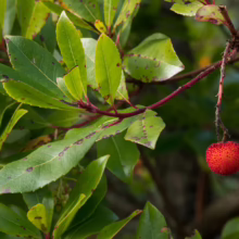 Arbutus unedo branch with green leaves speckled with brown spots and a single red, textured strawberry tree fruit hanging