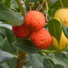 Arbutus unedo fruit: Close-up of textured red and yellow strawberry tree fruits among green leaves on the branch.