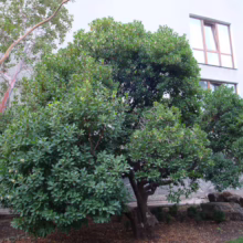 Arbutus unedo shrub with dense, dark green foliage and a twisted, gnarled trunk in a garden setting